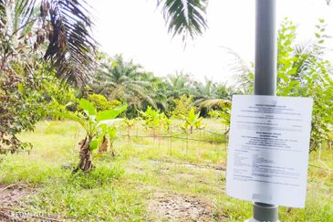 Mukim Sri Gading Agriculture Land