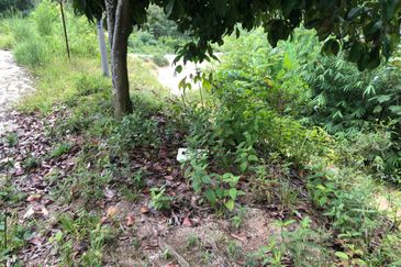 Hulu Langat Agricultural Land Sg Perdik