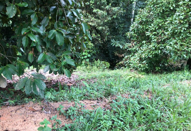 Hulu Langat Agricultural Land Sg Perdik