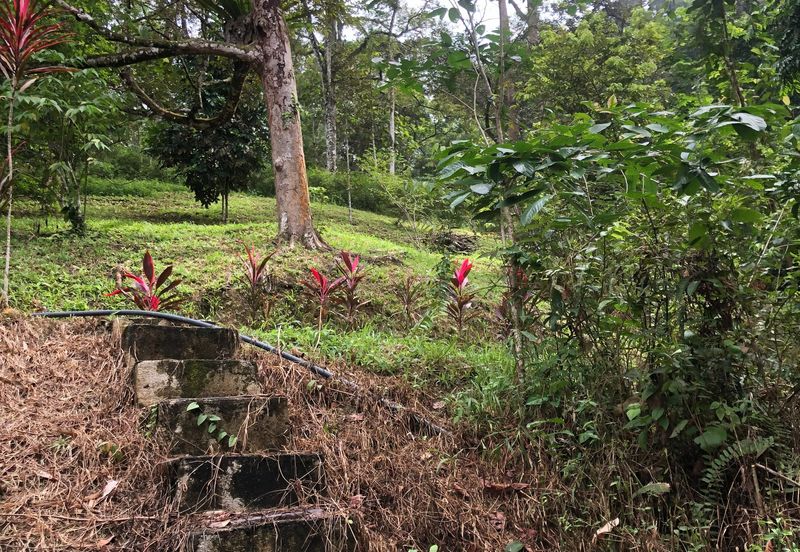 Hulu Langat Dusun Tua Batu 17 Agricultural Land