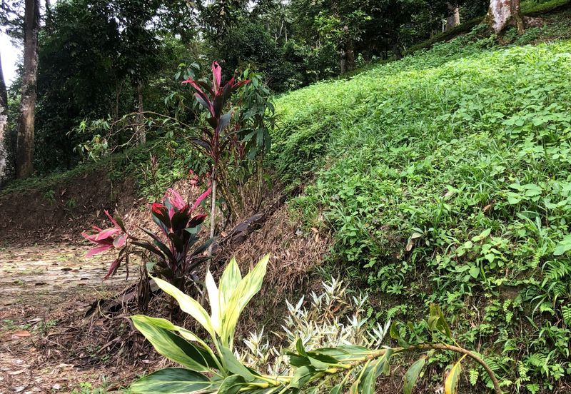 Hulu Langat Dusun Tua Batu 17 Agricultural Land