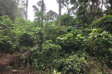 Hulu Langat Dusun Tua Batu 17 Agricultural Land
