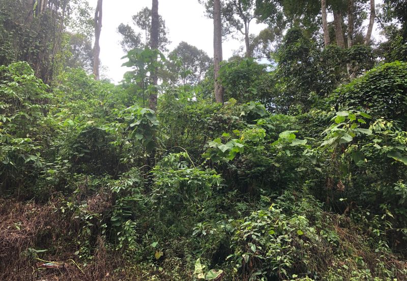 Hulu Langat Dusun Tua Batu 17 Agricultural Land