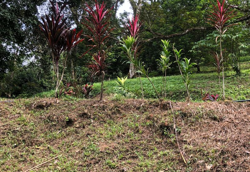 Hulu Langat Dusun Tua Batu 17 Agricultural Land