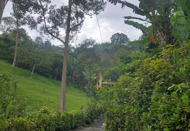 Hulu Langat Agricultural Land Orchard Durian Batu 18 Kg Jawa