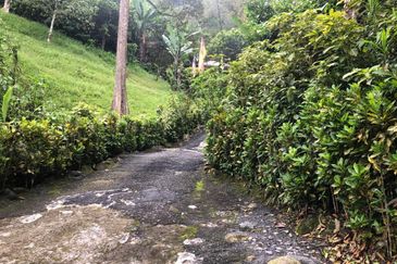 Hulu Langat Agricultural Land Orchard Durian Batu 18 Kg Jawa