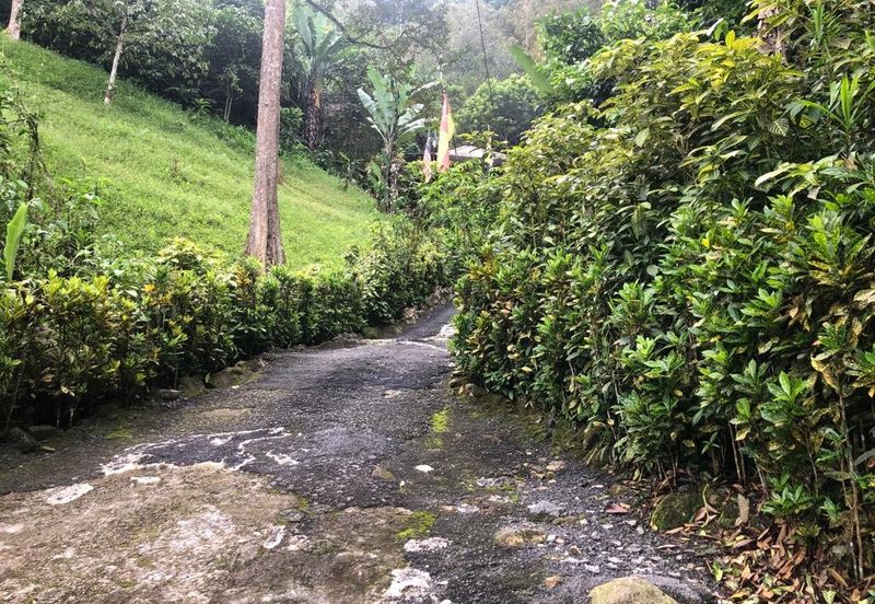 Hulu Langat Agricultural Land Orchard Durian Batu 18 Kg Jawa