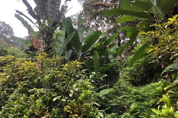 Hulu Langat Agricultural Land Orchard Durian Batu 18 Kg Jawa