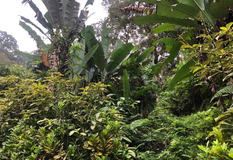 Hulu Langat Agricultural Land Orchard Durian Batu 18 Kg Jawa