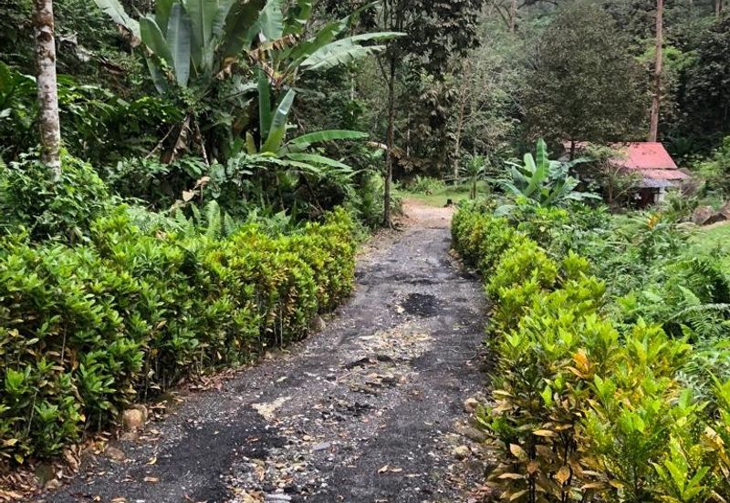 Hulu Langat Agricultural Land Orchard Durian Batu 18 Kg Jawa