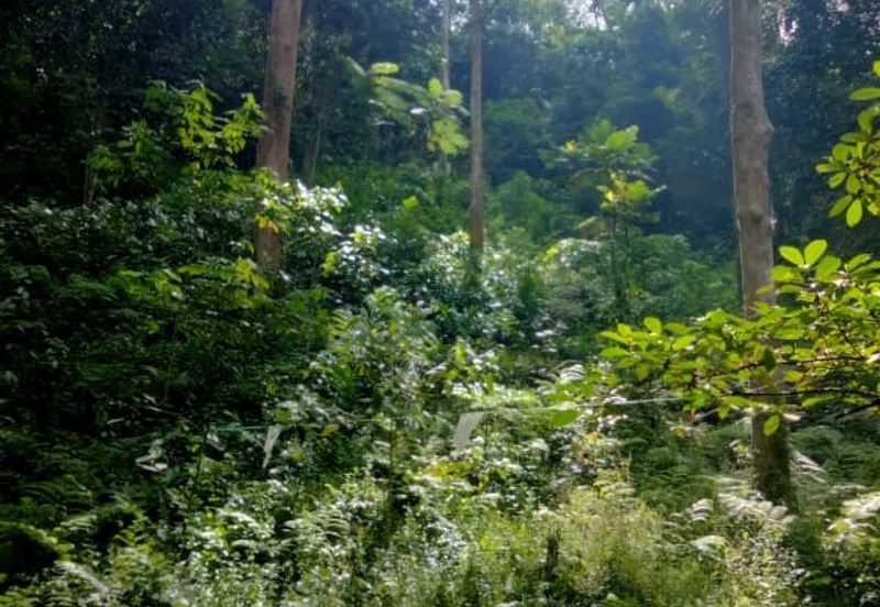 Hulu Langat Agricultural Land Orchard Durian Batu 18 Kg Jawa