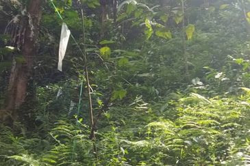 Hulu Langat Agricultural Land Orchard Durian Batu 18 Kg Jawa