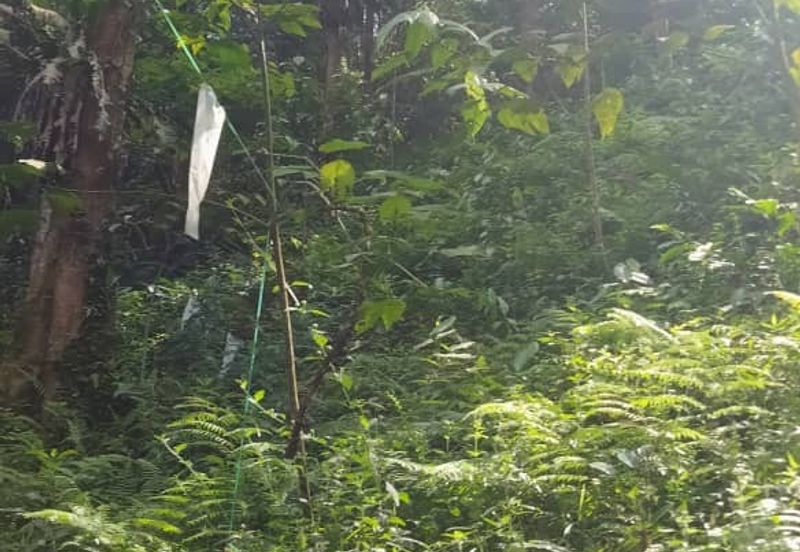 Hulu Langat Agricultural Land Orchard Durian Batu 18 Kg Jawa