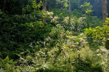 Hulu Langat Agricultural Land Orchard Durian Batu 18 Kg Jawa