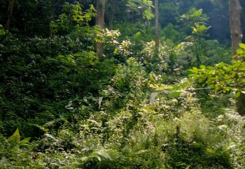 Hulu Langat Agricultural Land Orchard Durian Batu 18 Kg Jawa