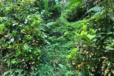 Hulu Langat Agricultural Land Orchard Durian Batu 18 Kg Jawa