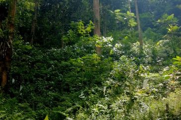Hulu Langat Agricultural Land Orchard Durian Batu 18 Kg Jawa