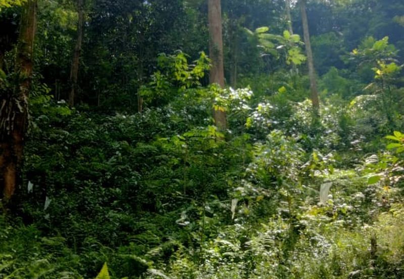 Hulu Langat Agricultural Land Orchard Durian Batu 18 Kg Jawa