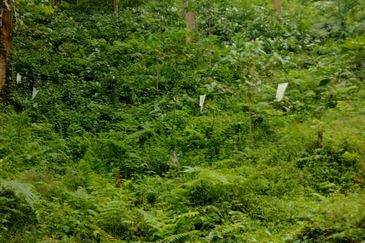 Hulu Langat Agricultural Land Orchard Durian Batu 18 Kg Jawa