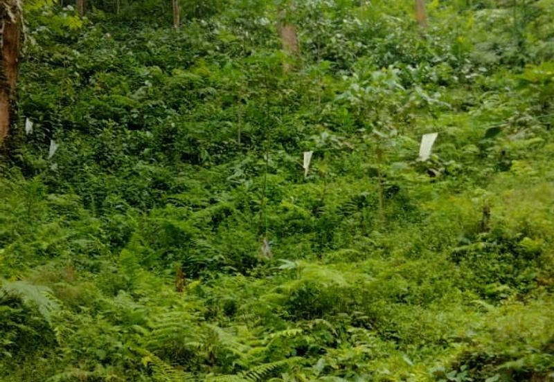 Hulu Langat Agricultural Land Orchard Durian Batu 18 Kg Jawa
