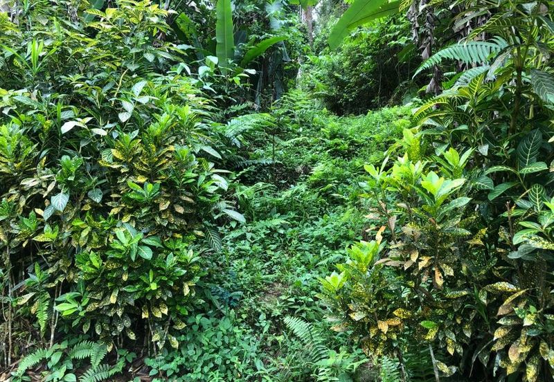 Hulu Langat Agricultural Land Orchard Durian Batu 18 Kg Jawa