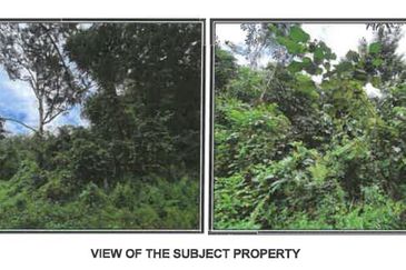 Agricultural Land Jalan Redang Kg Masjid Kg Ayer Gelugor Batu Kurau Perak