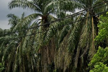 Agricultural land Kajang Kg Sg Tangkas 3 lots Freehold 