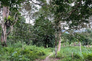 Hulu Langat Lubok Kelubi Agriland