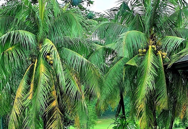 Tropicana Indah (Damansara Indah Resort Homes)