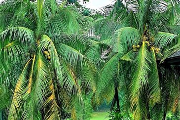 Tropicana Indah (Damansara Indah Resort Homes)