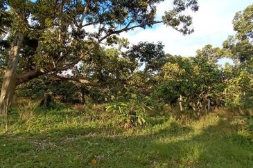 MURAH KEBUN DURIAN 6 EKAR TANAH PERTANIAN Mukim Sabai Bentong Pahang FOR SALE