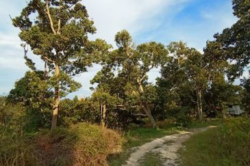 MURAH KEBUN DURIAN 6 EKAR TANAH PERTANIAN Mukim Sabai Bentong Pahang FOR SALE