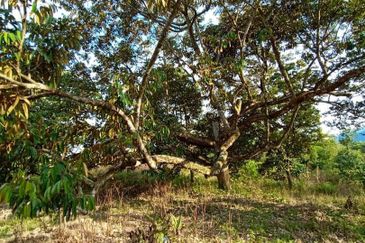 MURAH KEBUN DURIAN 6 EKAR TANAH PERTANIAN Mukim Sabai Bentong Pahang FOR SALE