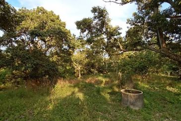 MURAH KEBUN DURIAN 6 EKAR TANAH PERTANIAN Mukim Sabai Bentong Pahang FOR SALE