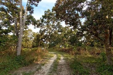 MURAH KEBUN DURIAN 6 EKAR TANAH PERTANIAN Mukim Sabai Bentong Pahang FOR SALE