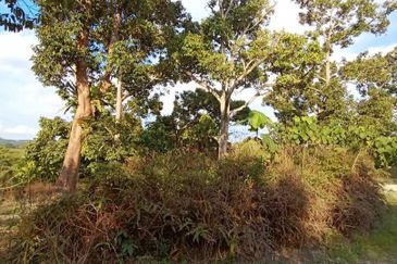 MURAH KEBUN DURIAN 6 EKAR TANAH PERTANIAN Mukim Sabai Bentong Pahang FOR SALE