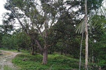 MURAH KEBUN DURIAN 6 EKAR TANAH PERTANIAN Mukim Sabai Bentong Pahang FOR SALE