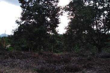 MURAH KEBUN DURIAN 6 EKAR TANAH PERTANIAN Mukim Sabai Bentong Pahang FOR SALE