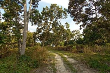 MURAH KEBUN DURIAN 6 EKAR TANAH PERTANIAN Mukim Sabai Bentong Pahang FOR SALE
