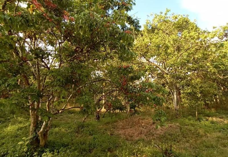 FELDA KAMPUNG SERTIK