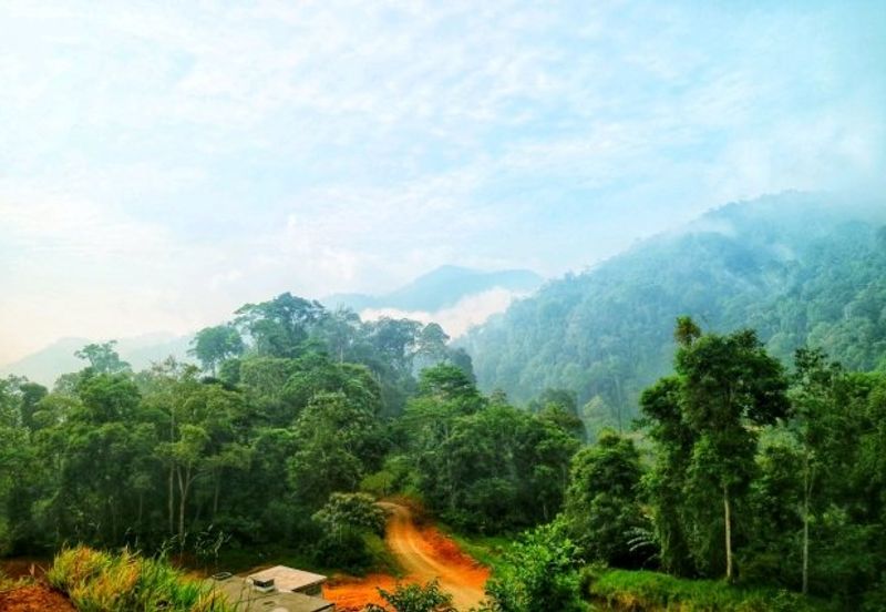 TANARIMBA JANDA BAIK