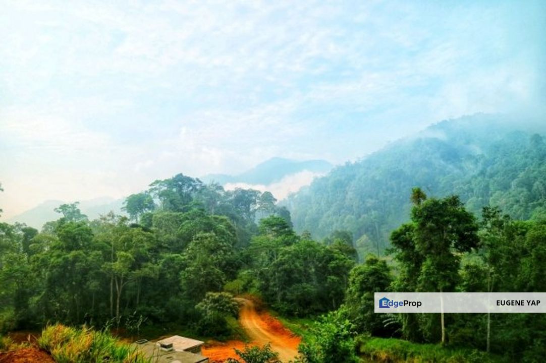 Tanarimba,Janda Baik,Bentong,Agriculture Land, Pahang, Bentong