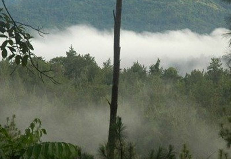 TANARIMBA JANDA BAIK