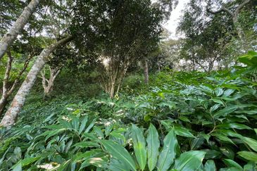 Kerling @ Bukit Beruntung, Rawang, Agriculture Land For Sale