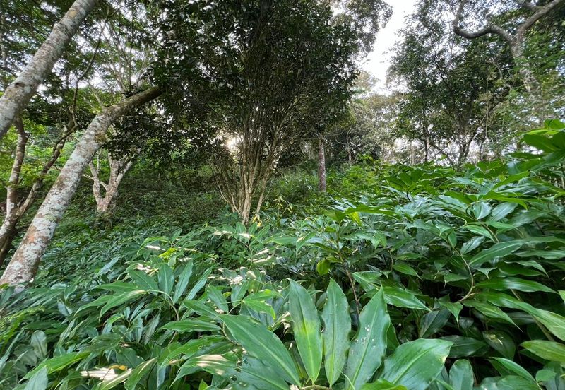 Kerling @ Bukit Beruntung, Rawang, Agriculture Land For Sale