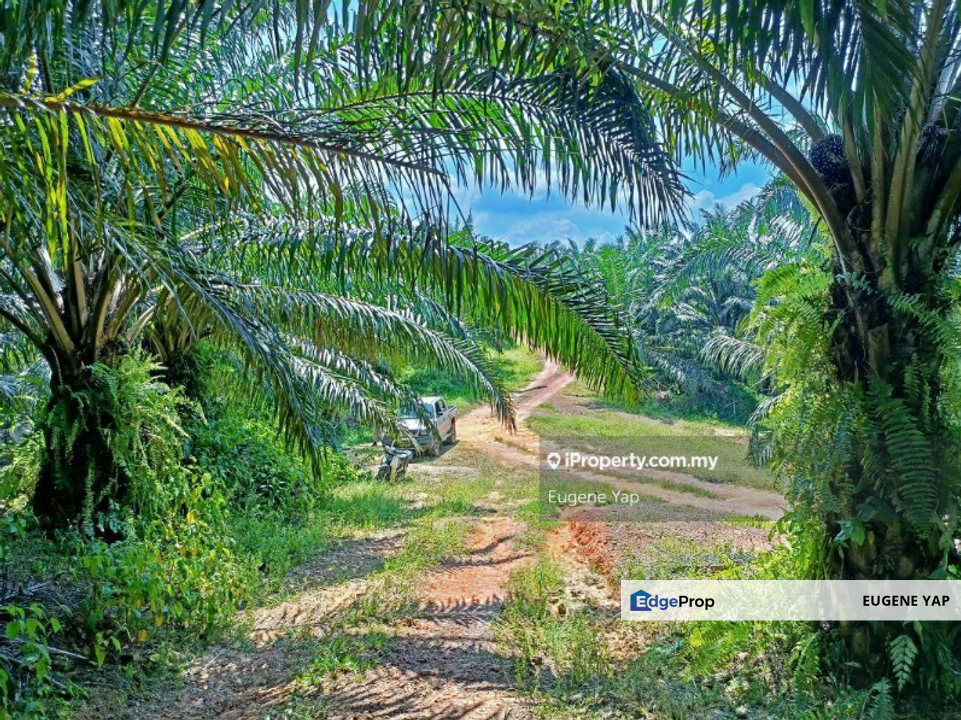 Bukit Kuin@Sungai Lembing,Kuantan,Pahang, Pekan Sungai Lembing, Hulu Kuantan, Pahang, Kuantan