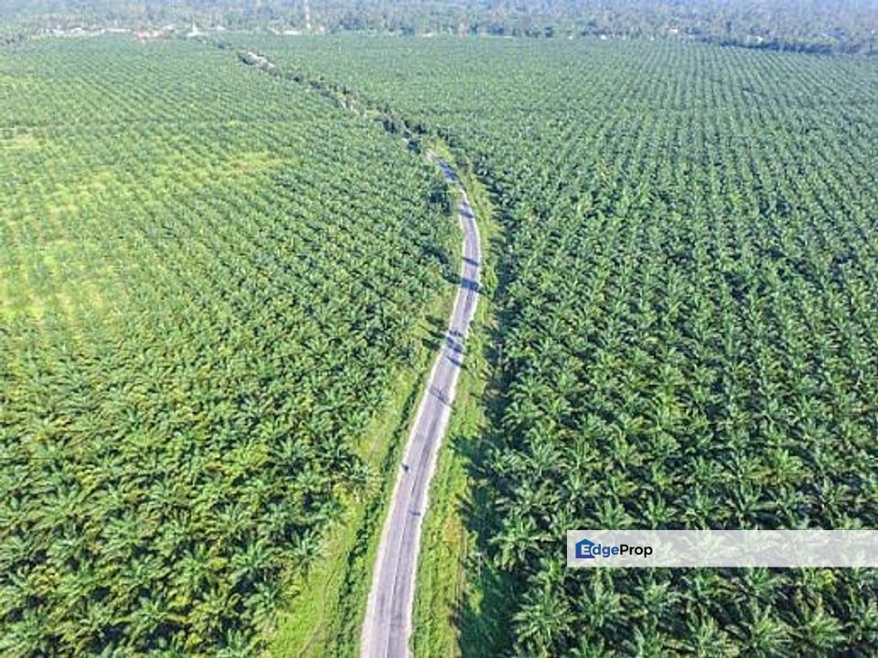 Bestari Jaya , Batang Berjuntai , Jaya Setia @ Rawang  Agriculture land 4 acres Freehold, Selangor, Batang Berjuntai