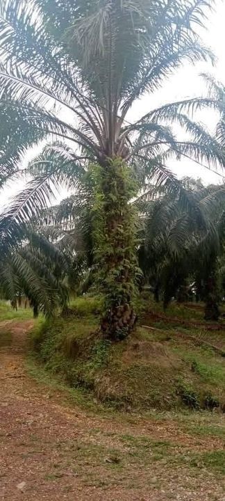 Batu Yon , Kuala Lipis @ Pahang , Pahang, Kuala Lipis