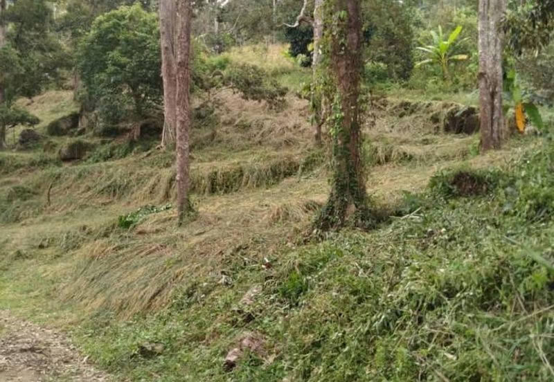 Jalan Bharu, Balik Pulau