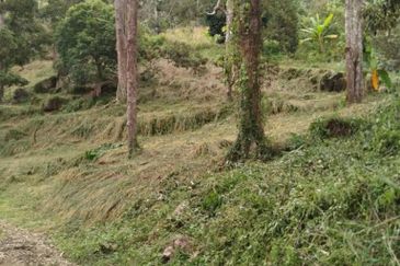 Jalan Bharu, Balik Pulau